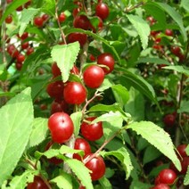 이스라지(산앵두) 9치화분 나무 D649, 1개