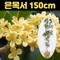 은목서묘목 150cm 목서나무 모종 야생화 나무