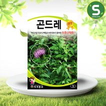 솔림텃밭몰 곤드레씨앗 1g 곤드레 토종 산채나물 건강채소, 1개