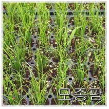 부추모종 20개 차이나벨트 굵은크기 모종팜