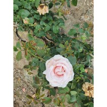 사계장미(사계땅장미 사계넝쿨장미 사계줄장미)/장미/, 넝쿨장미, 연분홍