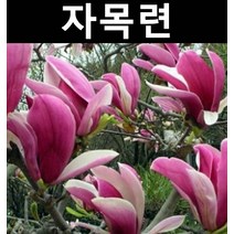 자목련 R4cm(분) 1개/나무 묘목/활엽수/정원용