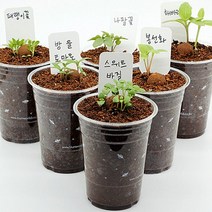 교육용 책상 위의 작은 정원 씨드볼 친환경 식물 키우기 세트, 봉선화