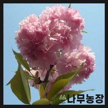 (나무농장) 벚나무 겹벚나무 접목1년 묘목