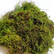 국내산 자연 천연생이끼 건조200g (털깃털이끼)고급 화분장식 테라리움 풍란 석 목부작 분재 분경마감 원예 정원조경 포장 애완 교구용