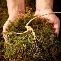 산양산삼 자연산 산양삼 산삼 5 6년근 4뿌리 장뇌삼 산삼주 보양식 효능 먹는법 남친 선물 부모님 팔순 선물세트 추천 국내산 인삼, 3세트