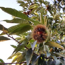 구수한 국산 부여밤, 국산 부여 밤 (대) 2kg