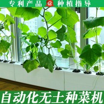 가정용 식물재배기 수경재배기 식물 재배기 무토재배설비 베란다수배채소재배상자가정종채신기수경작채소, 옵션02, 크다