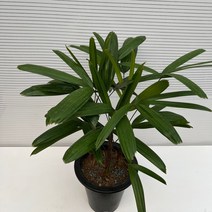[다은꽃농원]관음죽 야자나무 행운나무 키우기쉬운 실내공기정화식물 관상용 인테리어, 1개