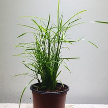 [나인에잇틴]시페루스 반수생식물, 1개