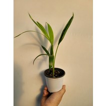 신종겐차야자 켄차야자 소품 15~40cm 79, 1개