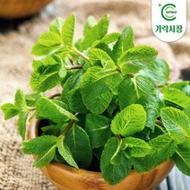 온도씨 가락시장 허브 10g 모음전(딜 로즈마리 타임 애플민트 外), 타임 10g