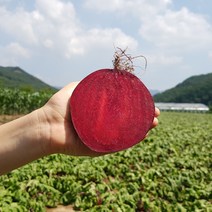 FRESH 국내산 친환경 비트, 1개, 3kg