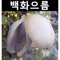 백화으름(대과종) 키1.5m 결실주(분) 1개/나무 묘목/과실수/유실수