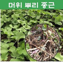 뿌리]머위 종근 뿌리 /10개묶음, 10개