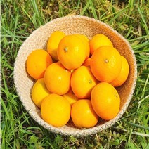 22년 수확 새콤달콤타이벡 당도선별 고당도 감귤 제주 감귤 노지감귤, 감귤 5kg (L~2 L)