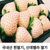(국내산) 흰딸기 신데렐라딸기 하얀딸기 백진주딸기 설화향 백딸기 겨울 눈꽃딸기 특사이즈 고당도 500g 1kg 만년설딸기
