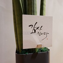 오즈디 꽃 화분소화기 명절 스승의날 선물 화병 꽃병 화초 축하용품, 추가상품-메시지카드[감사합니다]