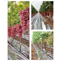 사과 반사필름 농장 과일 농업용 반사지 포도 은박지, 구멍없음, 1.5m, 80m