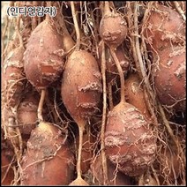 인디언감자-슈퍼아피오스 식용/종자, 종자용, 1kg