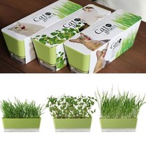 편리한 고양이식물 캣잎 키우기 DIY키트 반려식물 hb151ea, 본상품선택