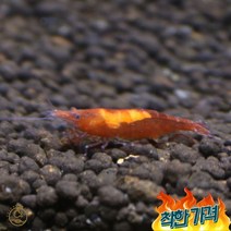 체리 새우 10마리 관상용, B급