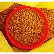 분당밀싹농장 밀종자5kg 밀씨앗 밀밭 밀싹재배, 5kg