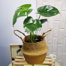 앤드플라워 전국 택배발송 중형실내화분 금전수(50cm) 은행목 스투키(55cm) 녹보수 몬스테라 안스리움 홍콩야자 콩고 율마 뱅갈고무나무 소포라 개업화분 미니화분 공기정화식물, 20. 몬스테라  +해초바구니