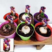 꽃나무팜 히야신스 히아신스 6종류 빨강 분홍 보라 노랑 흰색 주황 구근식물 향기좋은꽃 한개금액입니다 색상랜덤