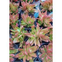 행복한꽃순이//화제, 10개