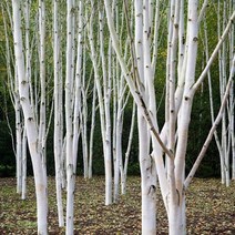 잭큐몬티 도랜버스 자작나무 플러그묘 1주 네덜란드 수입