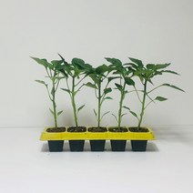 미인풋고추 모종 5포기 (규격 50구 큰 포트)