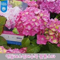 충주원예조경 / 엔들레스썸머수국(블룸스타) / 포트묘, 주