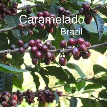 [위트러스트] 브라질 카라멜라도 200g Brazil 스페셜티 커피, 커피메이커