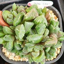 다육식물(하월시아)77, 1개