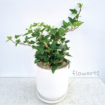 플라워석 아이비 25cm 고급세라믹도자기화분 선물가능 인테리어 플랜테리어 키우기쉬운 공기정화식물 반려식물 예쁜식물 화분