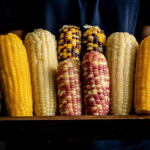 냉동 찰옥수수4종 각각5개입 20개