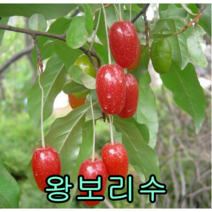 왕보리수삽2년특묘 3그루 묘목 나무묘목 유실수 보리수나무 과일나무