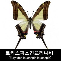 로카스피스긴꼬리나비표본80mm+-