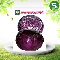 솔림텃밭몰 붉은양배추씨앗 100립 크라운레드양배추 양배추씨앗, 1개