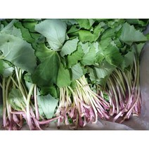 머위 1kg 최상급 머위잎 머위대 봄나물, 1개