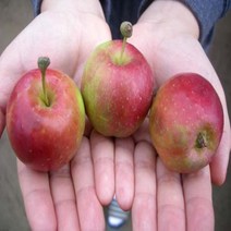 미니사과(루비에스) R4cm 결실주(분) 나무 D52, 1개