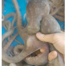 목포 뻘낙지 중대사이즈 5마리(평일3시이전 주문시 당일발송 다음날도착), 목포 뻘낙지 중대사이즈 5마리