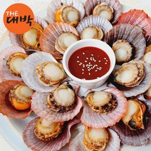 최상급 홍가리비 1kg 30미 내외 당일발송, 홍가리비 5kg