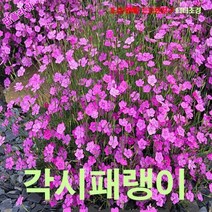 팝플라워 각시패랭이꽃(Maiden Pinks) 핑크 씨앗 15립