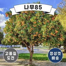(나무85) 귤나무 7종 시리즈, 4.한라봉 7치
