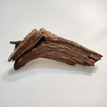 맹그로브유목 / 맹글로브 유목, 상세 설명 참조