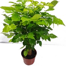 트리앤 대박나나무 녹보수(중대) 1개