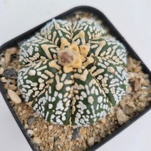 [메카다육]48-0710 선인장 슈퍼투구(V투구) 국내실생 다육식물, 1개