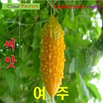 덩굴성 한해살이 여주 씨앗 3 립